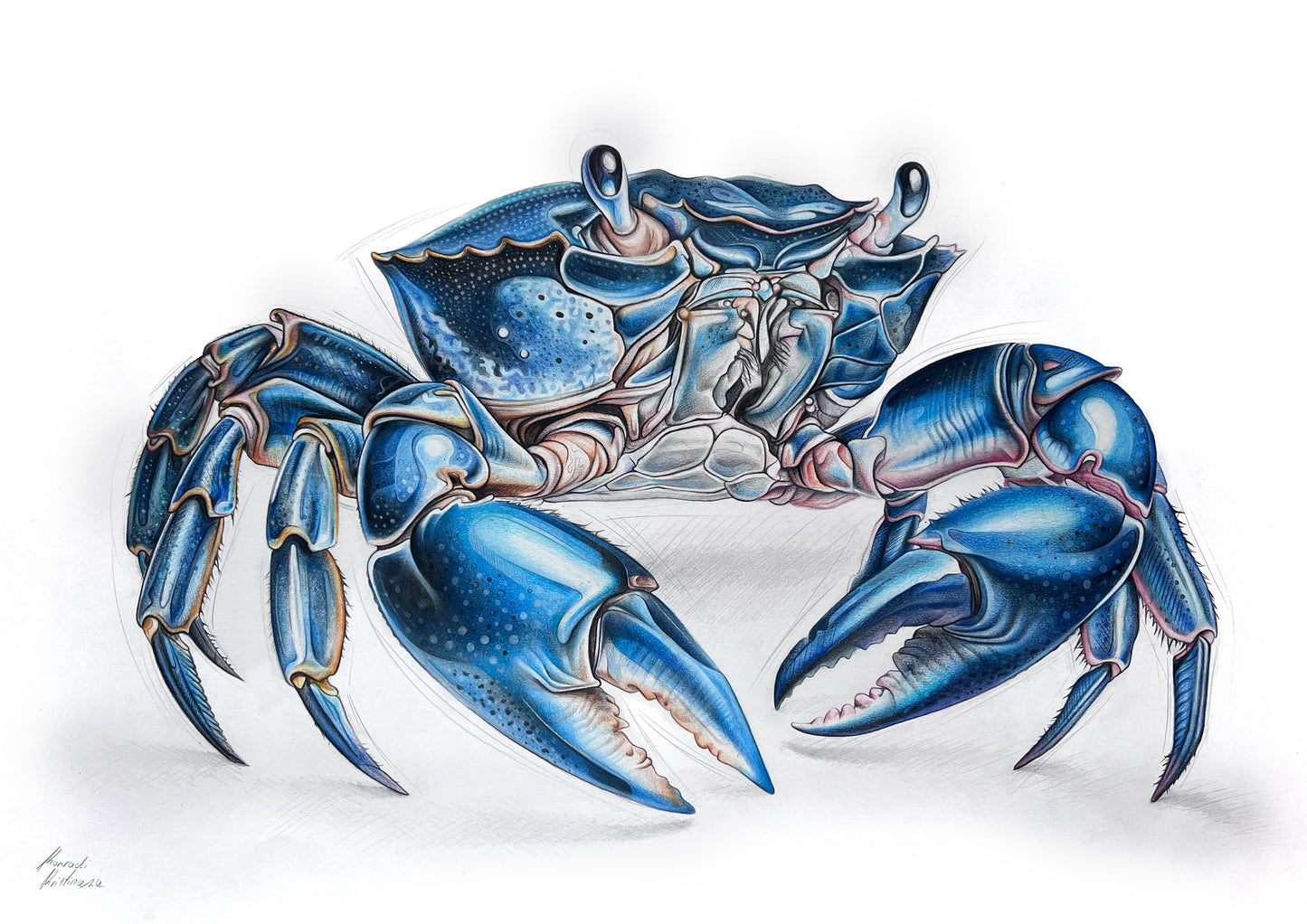 Blue crab