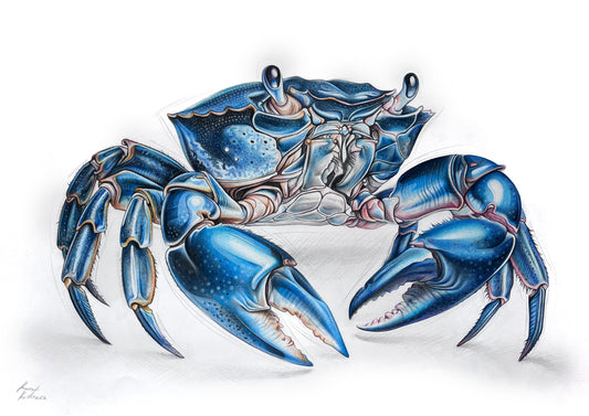 Blue crab